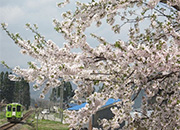 【ちょっと早いGW桜巡りに！】送迎可＆ワンドリンクサービス付き！【4月限定・２食付くまげらプラン】